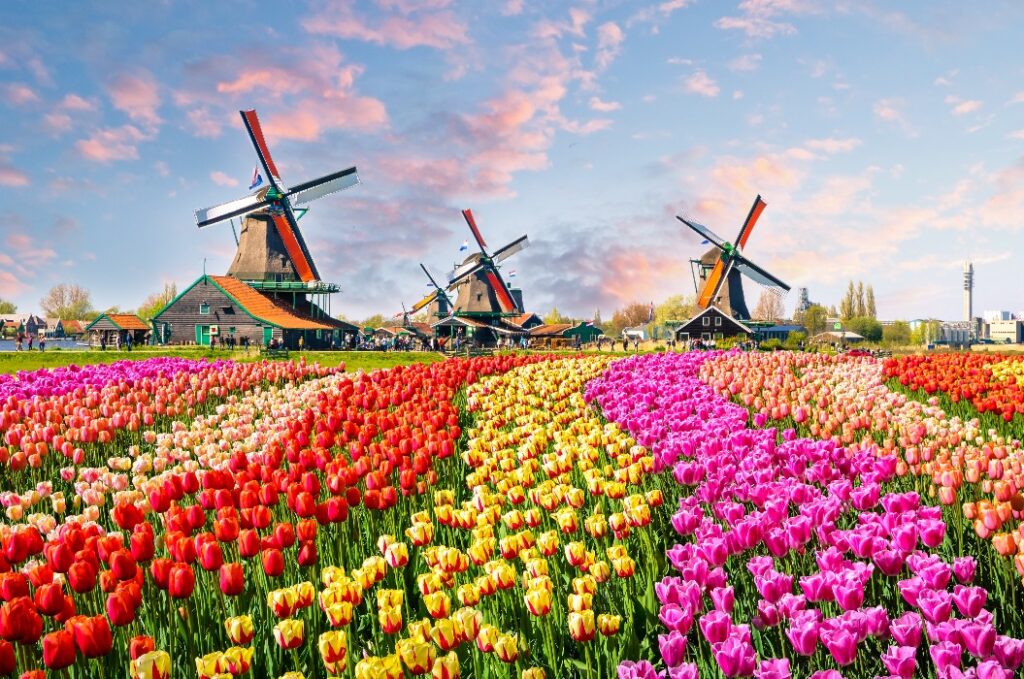 Landschaft mit Tulpen in Zaanse Schans, Niederlande, Europa